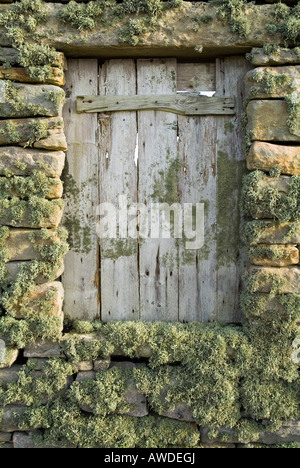 Dh Lichen LICHEN UK licheni su asciutto stonewall fishermans hut finestra Foto Stock