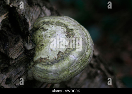 Un ferro di cavallo fungo Fomes fomentarius (ex Ungulina fomentaria o Polyporus fomentarius) che cresce su un albero caduto e ceppo di albero argento betulla Betula pendula a Bestwood Country Park una comunità basata sui resti del vecchio di Bestwood Colliery di Bestwood era un tempo la fama di essere la più grande miniera di carbone nel Regno Unito ha chiuso nel 1967. Si tratta di una mensola fungo ed è anche noto come zoccolo di cavallo del fungo o tinder fungo. È immangiabile ma ha un'associazione con il fuoco di illuminazione. Bestwood Country Park Nottingham, Regno Unito Foto Stock