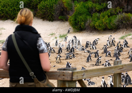 Il turista osserva i pinguini africani (Spheniscus demersus) da una piattaforma di osservazione, Boulders Beach, Provincia del Capo Occidentale, Sudafrica Foto Stock