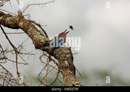 Lilla rullo contraffacciate tossing un insetto nell'aria prima di mangiarlo sul Serengeti Tanzania Africa orientale Foto Stock