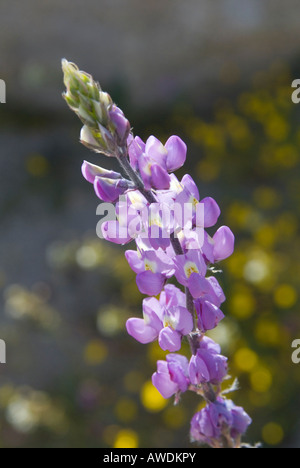 Deserto di lupino del Coulter Lupinus sparsiflorus fioritura nell'alto deserto di Joshua Tree National Park CA Foto Stock