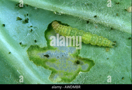 Giovani diamondback tignola Plutella xylostella caterpillar alimentazione su cavolo Foto Stock