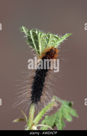 Giardino Tiger Arctia caja larva su Nettle Potton Bedfordshire Foto Stock