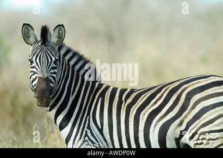 Sud Africa Mkhuzi Mkuze Mkhuze Game Reserve Foto Stock