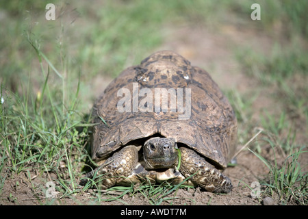 Leopard tartaruga (Stigmochelys pardalis) precedentemente classificati come (Geochelone pardalis) Foto Stock