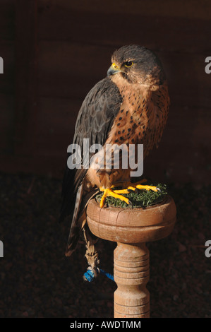 Captive Merlin Rapace.(Falco columbarius) Foto Stock