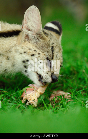 Sud Africa parco privato Serval Felis serval Foto Stock