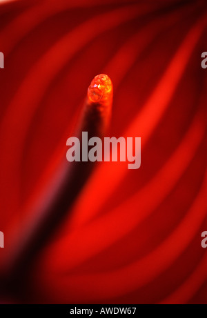 Rosso Fiore Anthurium-Flamingo close-up Foto Stock