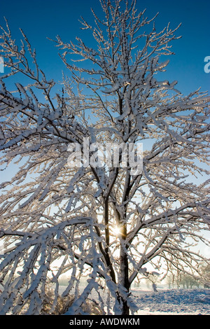 Il sole sorge attraverso una coperta di neve albero su una fredda mattina. Foto Stock