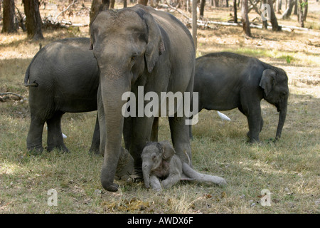 L'elefante indiano, Elephas maximus, con appena nato di vitello, Parco Nazionale di Kanha, Madhya Pradesh, India Foto Stock