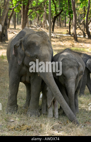 L'elefante indiano, Elephas maximus, con appena nato di vitello, Parco Nazionale di Kanha, Madhya Pradesh, India Foto Stock