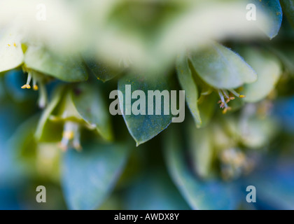 Macro shot di Euphorbia fiore Foto Stock
