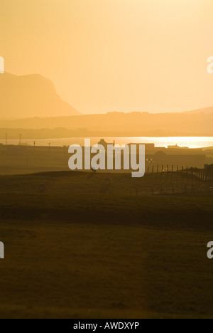 Dh Loch di Harray HARRAY ORKNEY pecore nel campo arancione tramonto tramonto Foto Stock