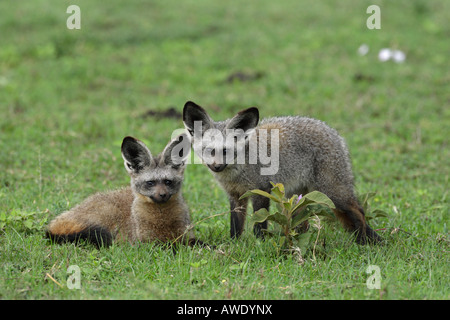Una coppia di Bat Eared Volpi insieme sul Serengeti in Tanzania Africa orientale con il contatto visivo Foto Stock