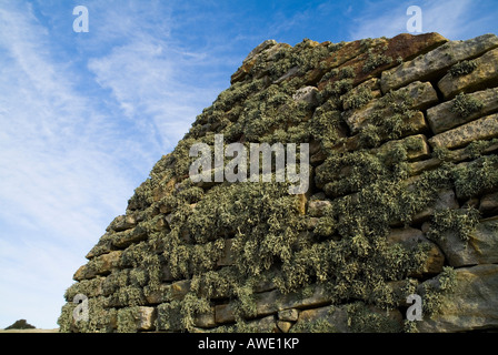 Dh Lichen LICHEN UK licheni su asciutto stonewall fishermans hut Foto Stock