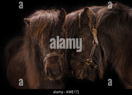 Due pony Shetland in un ritratto in studio Foto Stock