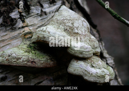 Un ferro di cavallo fungo Fomes fomentarius (ex Ungulina fomentaria o Polyporus fomentarius) che cresce su un albero caduto e ceppo di albero argento betulla Betula pendula a Bestwood Country Park una comunità basata sui resti del vecchio di Bestwood Colliery di Bestwood era un tempo la fama di essere la più grande miniera di carbone nel Regno Unito ha chiuso nel 1967. Si tratta di una mensola fungo ed è anche noto come zoccolo di cavallo del fungo o tinder fungo. È immangiabile ma ha un'associazione con il fuoco di illuminazione. Bestwood Country Park Nottingham, Regno Unito Foto Stock