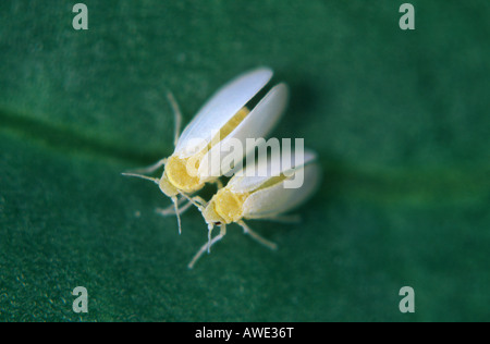 Il cotone whitefly Bemisia tabaci adulti femmine e maschi Foto Stock