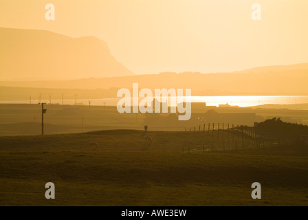 Dh Loch di Harray HARRAY ORKNEY pecore nel campo arancione tramonto tramonto Foto Stock
