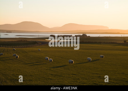Dh Loch di Harray HARRAY ORKNEY bronzo crepuscolo pecore in campo e agriturismo colline Hoy Foto Stock