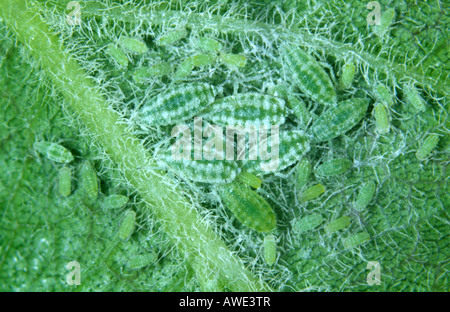 Farinoso prugna afide Hyalopterus pruni infestazione sul lato inferiore di una foglia di prugne Foto Stock