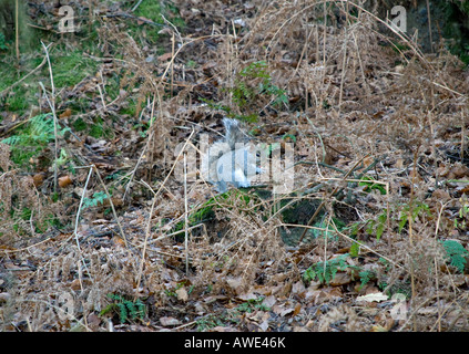 Scoiattolo grigio in Alderley Edge Cheshire circondato da foglie di autunno 2007 Foto Stock