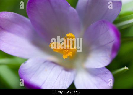 Ripresa macro di un crocus malva Foto Stock