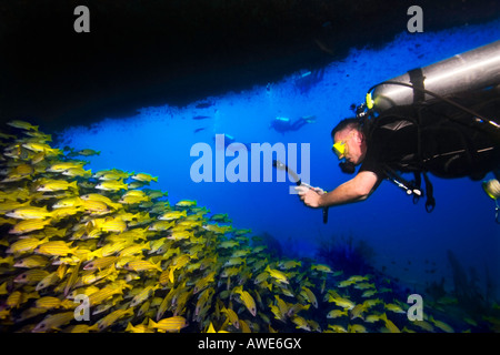 Un subacqueo fotografie questa scuola di Yellowstripe Snapper pesci al di sotto di una sporgenza a Kuda Rah Thila alle Maldive. Foto Stock