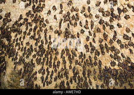 Migliaia di pipistrelli asiatici nella grotta, fauna selvatica, Foto Stock