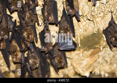 Migliaia di pipistrelli asiatici nella grotta, fauna selvatica, Foto Stock