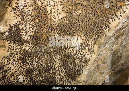 Migliaia di pipistrelli asiatici nella grotta, fauna selvatica, Foto Stock