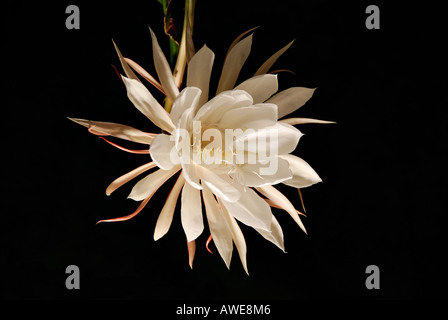 'Notte ^blooming cereus fiore in piena fioritura' Foto Stock