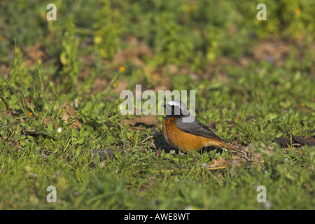 Common Redstart Phoenicurus phoenicurus maschio appollaiato sul terreno durante la migrazione in Lesvos, Grecia in aprile. Foto Stock