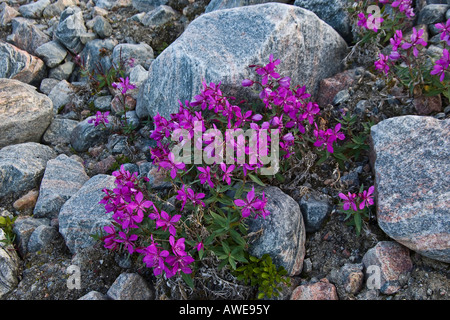 Arctic Willowherb o Dwarf Fireweed (Chamerion latifolium), la Groenlandia è fiore nazionale, Groenlandia, Atlantico del Nord Foto Stock