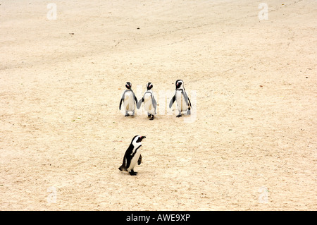 Pinguino africano, Spheniscus demersus, Boulders Beach, Città di Simon, Provincia del Capo Occidentale, Sud Africa Foto Stock