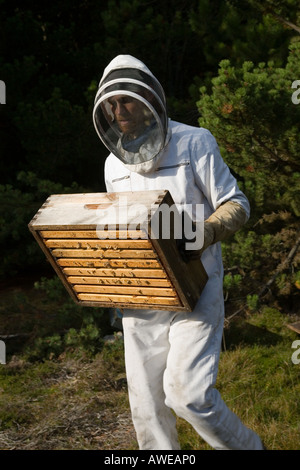 Apicoltore apicoltore di indossare abbigliamento bee vestiti & macchina del fumo, fumatore sulle colline di erica raccogliendo miele Cairngorms National Park, Scotland, Regno Unito