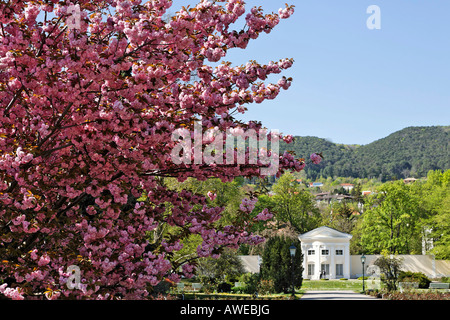 Giapponese albero ciliegio (Prunus serrulata) in stile barocco e Orangerie in Doblhoff Park, Baden, Austria Inferiore, Austria, Europa Foto Stock