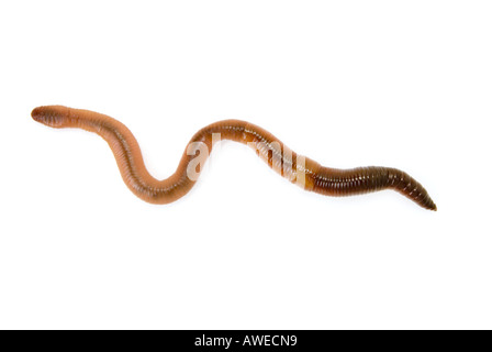 1 un unico grande lombrico wurm WORM regenwurm su sfondo bianco ritaglio fuori taglio Foto Stock