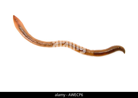 1 un unico grande lombrico wurm WORM regenwurm su sfondo bianco ritaglio fuori taglio Foto Stock