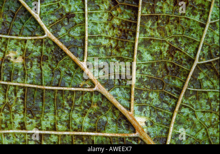 Foglia in decomposizione Foto Stock