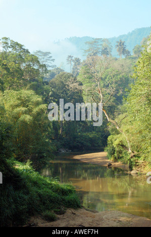 Il fiume Nilwala fluente attraverso la foresta pluviale di Sinharaja Parco Nazionale dello Sri Lanka Foto Stock