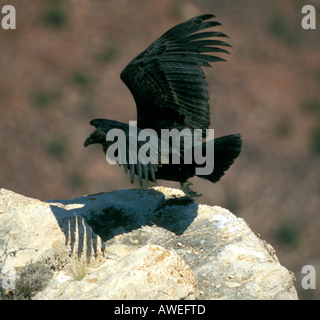 Grand Canyon - Arizona - USA California condor decollare da un canyon ledge Foto Stock