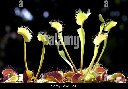 Venus Flytrap 'Dionaea muscipula' Foto Stock