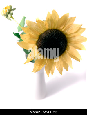 Close-up di un girasole Foto Stock