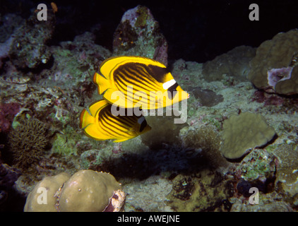 Egitto Mare Rosso Coppia di marrone striato pesce farfalla Chaetodon Fasciatus Foto Stock