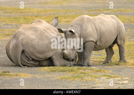 Young white rhino gomitata di vitello madre rhino Lake Nakuru Great Rift Valley Kenya Foto Stock