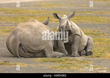 Rhino femmina sdraiato con il vitello giovane seduto accanto a lei Lake Nakuru Great Rift Valley Kenya Foto Stock