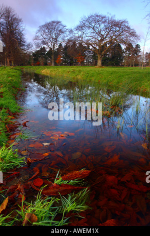 La riflessione sul laghetto di acqua nel Phoenix Park di Dublino. Foto Stock