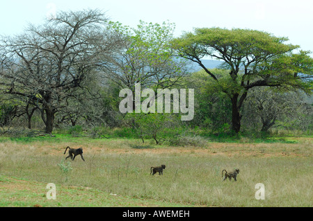 Sud Africa Mkhuzi Mkuze Mkhuze Game Reserve Foto Stock