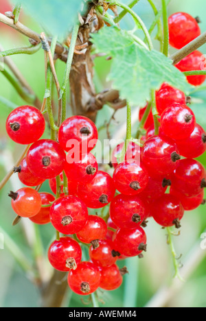 Ribes rosso bacche mature appeso su una boccola Foto Stock